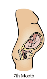  cross section 28 weeks